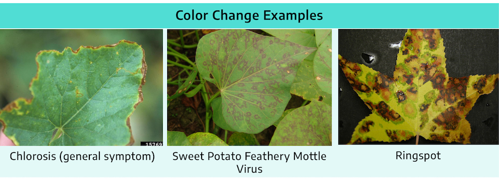 Three images showing the color change of three diseases on three different plants. Left to right: Chlorosis on a cantaloupe leaf turns the edges to a brownish-yellow, Sweet potato feathery mottle virus on a sweet potato creates brown ringlets on the leaf, and Ringspot creates circular brown rings that look as if the leaf is rotting.