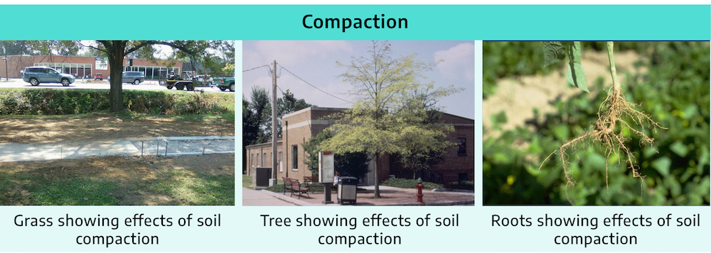 Collage of three images with title "compaction." First image shows a sidewalk with brown grass on either side of path and caption "grass showing effects of soil compaction." Second image shows a building with a tree growing from a paved area in front; tree has lost leaves at top. Caption reads "tree showing effects of soil compaction." Third photo is a closeup of roots on a plant, roots are small and don't extend far with few lateral roots, caption reads "roots showing effects of soil compaction."