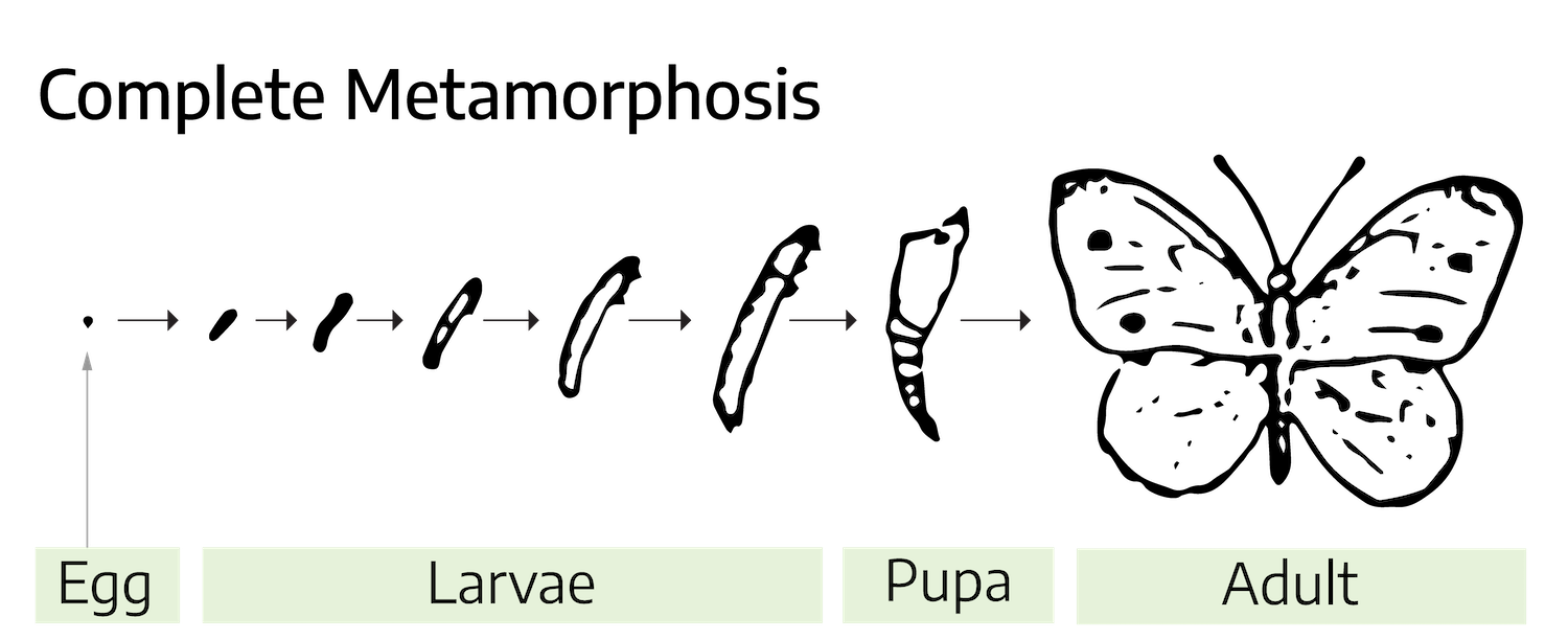 A drawn diagram showing the growth of an insect with complete metamorphosis. The insect grows from an egg; to larvae; oblong shape, to pupa; oblong shaped, thicker at the top, to an adult. The adult example is of a butterfly; four large wings for flying, a thin long body with rounded ends, two long antennae, and six legs.