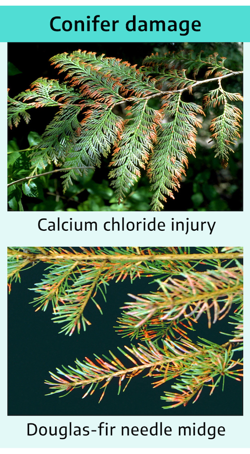 Title "conifer damage" with two photographs; top photograph shows an evergreen with even brown tips along ever stem and green centers with label "calcium chloride injury." Bottom photograph shows a few evergreen stems with irregular browning; some needles have brown tips others are entirely brown, some are brown at the base with label "Douglas-fir needle midge."