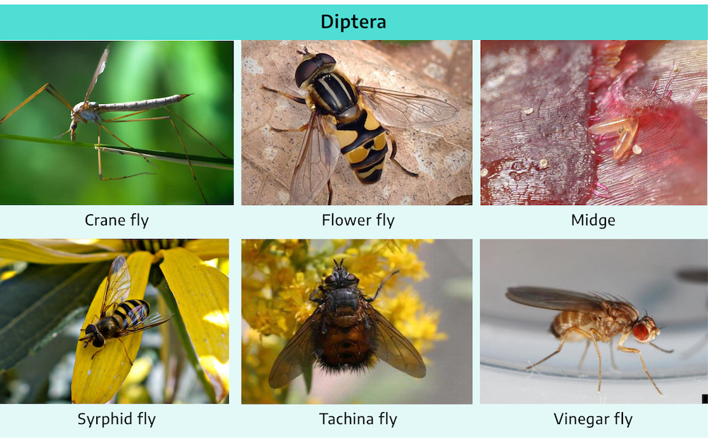 Six photographs. First is crane fly; long thin body, six pairs of long angular legs, two thin translucent wings. Second is flower fly; thicker body, black and yellow striped, three pairs of legs, two translucent wings similar to body size, two large eyes, two very small antennae. Third is midge, extremely small insect. Fourth is syrphid fly, smaller insect looks very similar to the flower fly, black and yellow striped body, three pairs of legs, two translucent wings longer than the body, two large black eyes, two translucent wings the same size as the body. Fifth is tachina fly; round thick body, hairy, black and brown color, three pairs of legs, two wings that are darker in color and slightly translucent. Sixth is vinegar fly; very small insect, brown in color, three pairs of legs, two red eyes, two black slightly translucent wings.