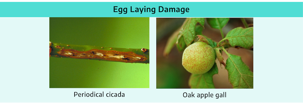 Two photographs. Periodical cicada; the stem of the plant has brown colored damage showing the insides of the stem. Oak apple gall; showing brown speckles on the fruit.