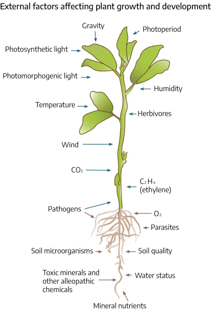 A small seedling with leaves and roots; title reads "External factors affecting plant growth and development." Words pointing at the green above-ground part of the plant read: gravity, photoperiod, photosynthetic light, photomorphogenic light, humidity, temperature, herbivores, wind, CO2, C2H6 (ethylene). Pathogens points to both stem and roots. Words with arrows pointing at the roots read: O2, parasites, soil quality, water status, mineral nutrients, toxic minerals and other allelopathic chemicals, soil microorganisms