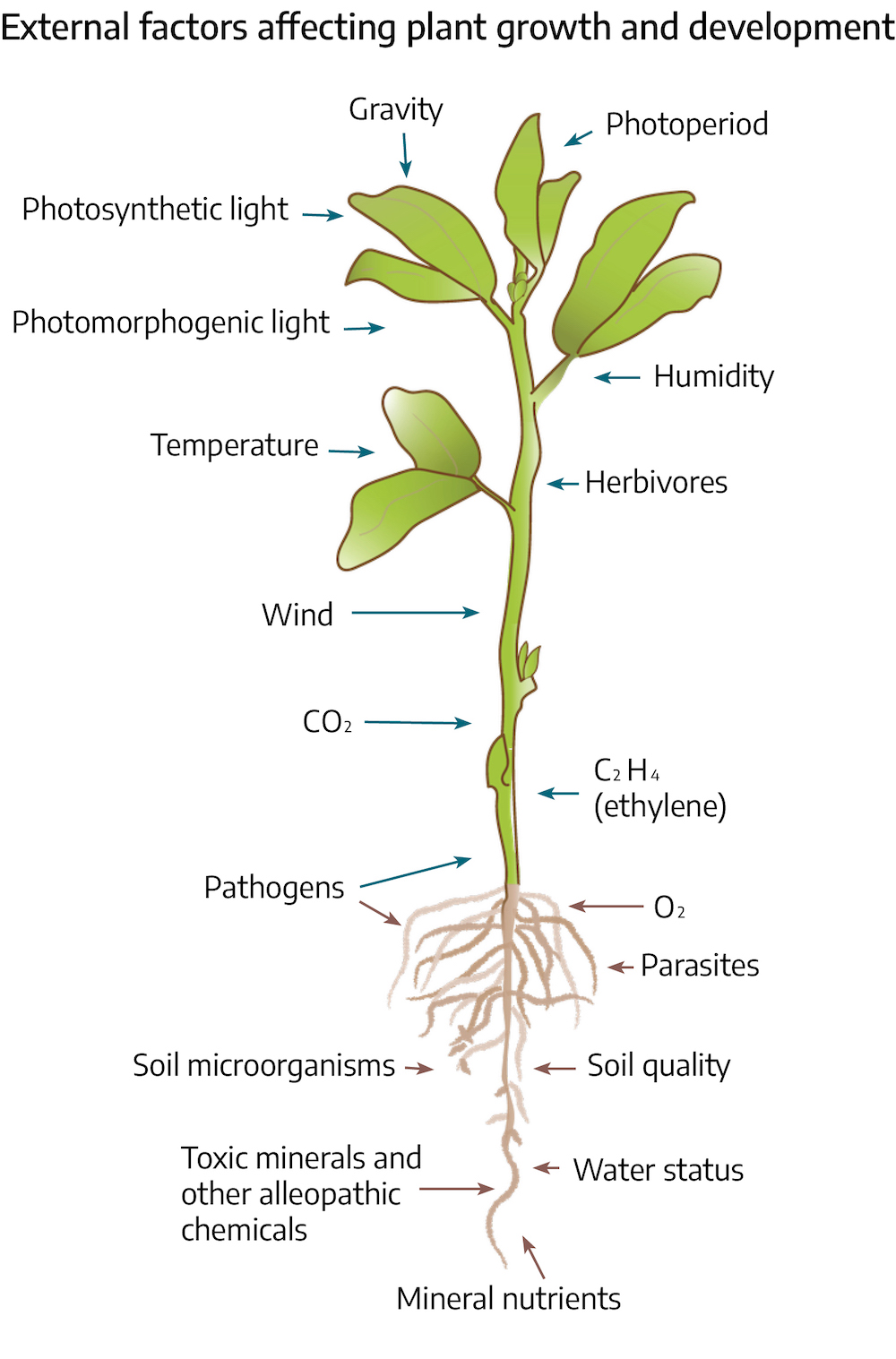 Chapter 5: Abiotic Stress Effects on Plant Growth and Development ...