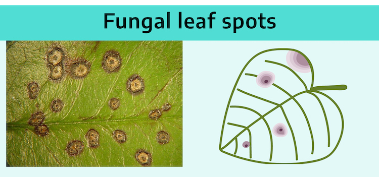 Title "Fungal leaf spots" with diagram of a leaf with four shaded spots; the interior of each spot is a dark point with lighter shading around. Photograph shows closeup of leaf surface with irregularly spaced lesions that look like small points surrounded by a lighter circle, then a dark ring.