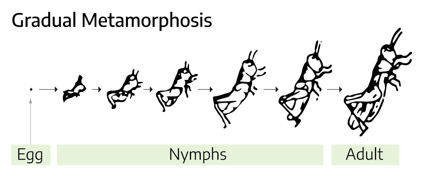 A drawn diagram showing the growth of an insect with gradual metamorphosis. The insect grows from the egg then to an adult, maintaining the same basic characteristics. The adult example is of a grasshopper, four smaller legs in the front third of the body, two large legs in the last third for jumping; also contains two shorter antennae.