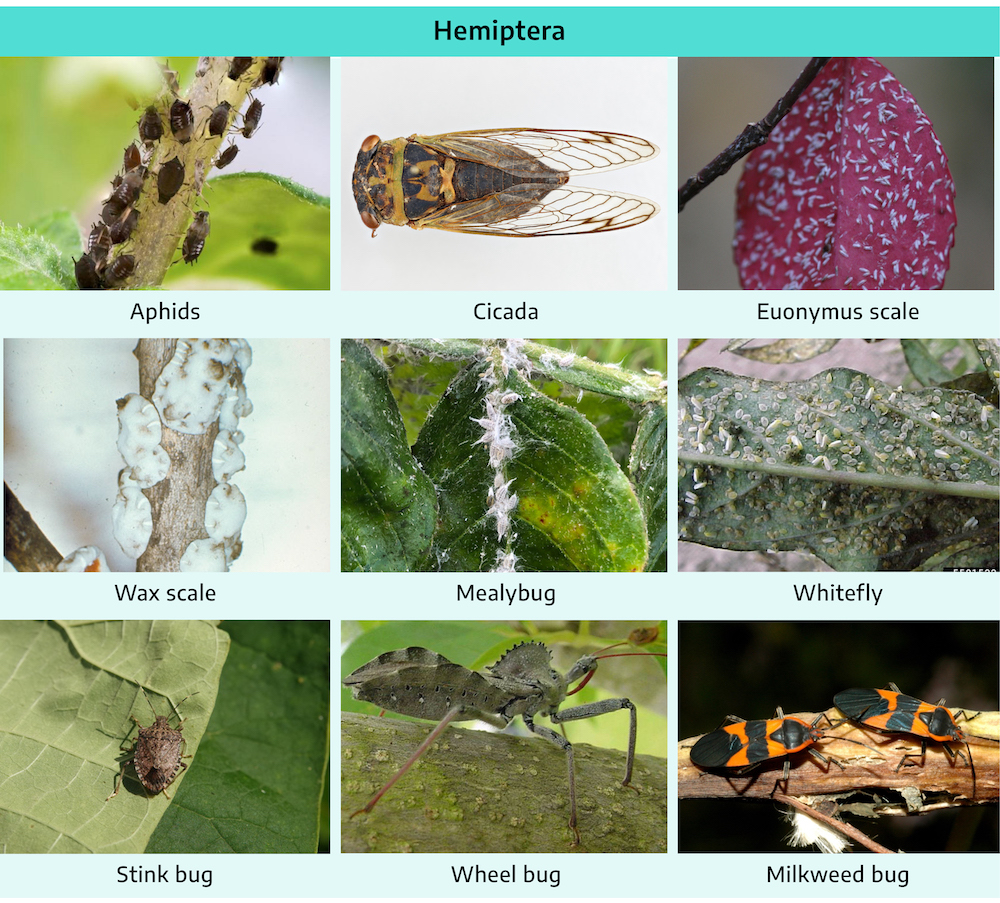 Nine photographs. The first is the aphids; very small, brown insects, three pairs of small legs, rounded body shape. The second is cicada; larger insect, brown abdomen and mottled brown thorax, long translucent wings. Third is the euonymus scale; extremely small white insects, look like dots on a leaf. Fourth is the wax scale; flat, round shaped blobs, hard when touched, clustered on a stem. Fifth is a mealybug; extremely small, feathery white insects, look like fungus on a leaf. Sixth is the whitefly, extremely small white colored insect with wings. Seventh is the stink bug; a smaller insect, three pairs of small legs, two shorter antennae, brown color, hard when touched. Eighth is the wheel bug; larger insect, green with intermittent black markings, segregated abdomen, a thing angular fin-like protrusion on the thorax, shorter antennae, three pairs of long angular legs. Ninth is a milkweed bug; larger insect, black and orange patterned body, three pairs of legs, two longer antennae.