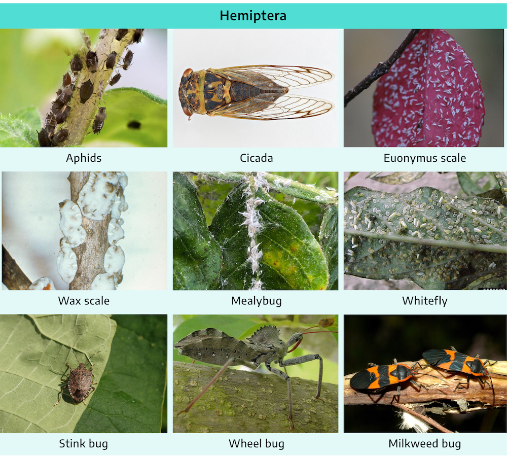 Examples Of Arthropods Insects