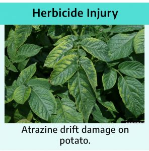 Herbaceous leaves grouped close together. Center branch has yellowed margins that looks roughly even and spotted. Title reads "Herbicide injury: Atrazine drift damage on potato."
