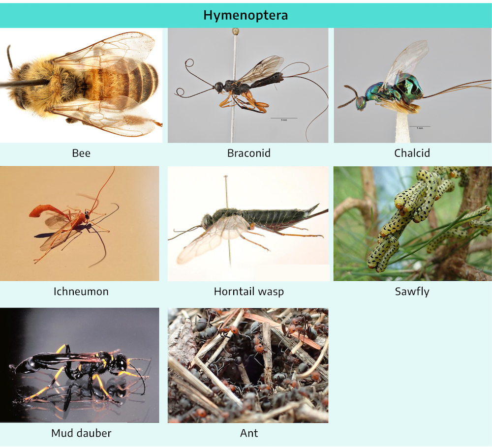 Jumping insects deals identification