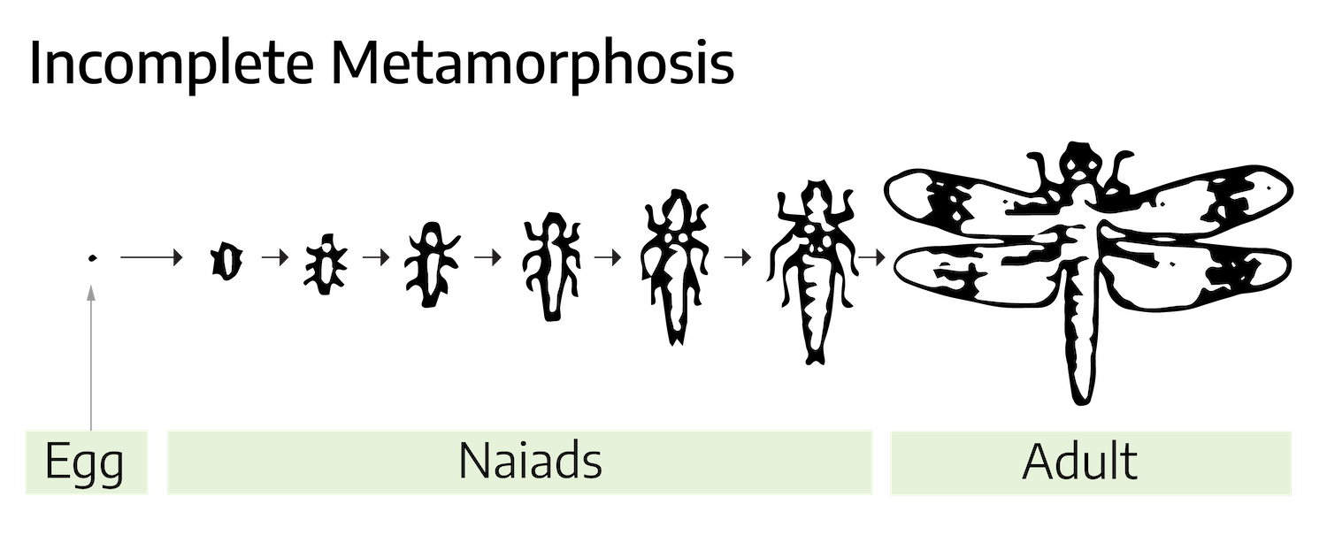 A drawn diagram showing the growth of an insect with incomplete metamorphosis. The insect grows from an egg to an adult maintaining the same basic characteristics, however this is only for aquatic insects. The adult example is of a dragonfly; it has four winds, as long as the body itself, translucent, along with six legs, the body is long and narrow, similar to a cigar shape.