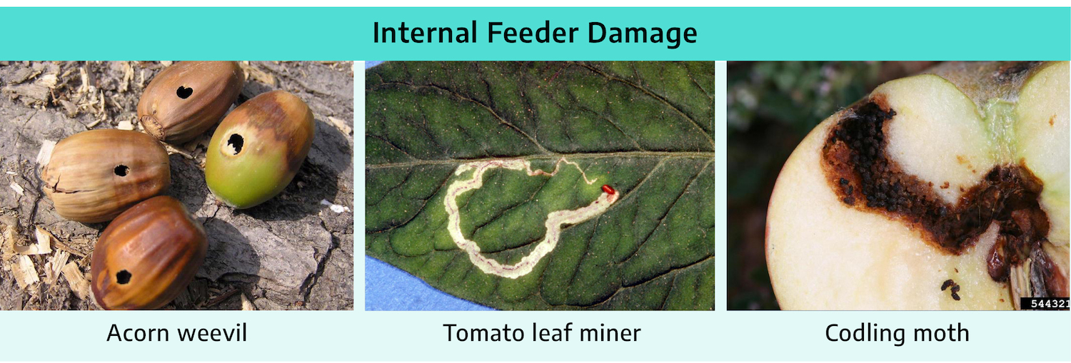 Three photographs. The acorn weevil; dead, brown acorns with a single hole for entrance. Tomato leaf miner; a leaf with an eaten path through the leaf, turned white. The codling moth; plant damage from the insect trail turned a darker brown color.