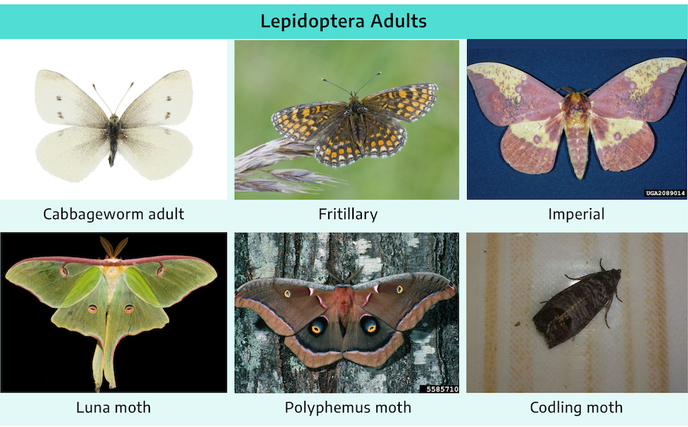 Six photographs. First is cabbage worm adult; black thin oblong body, two pairs of large white wings, two antennae, three pairs of legs. Second is fritillary; brown and black oblong body, two pairs of brown, orange, and white patterned wings, two antennae, three pairs of legs. Third is imperial, pink and yellow thick oblong body, two pairs of yellow and pink patterned wings, two antennae, three pairs of legs. Fourth is luna moth; short yellow thick oblong body, two pairs of green slightly translucent wings with a pink "eye" on each wing, two feathery antennae. Fifth is polyphemus moth, shorter thick brown oblong body, two pairs of light brown and brown patterned wings with a yellow and blue "eye" on each wing, two feathery antennae, three pairs of legs. Sixth is codling moth; brown and black in color, oblong body, wings are folded along the body, three pairs of legs.