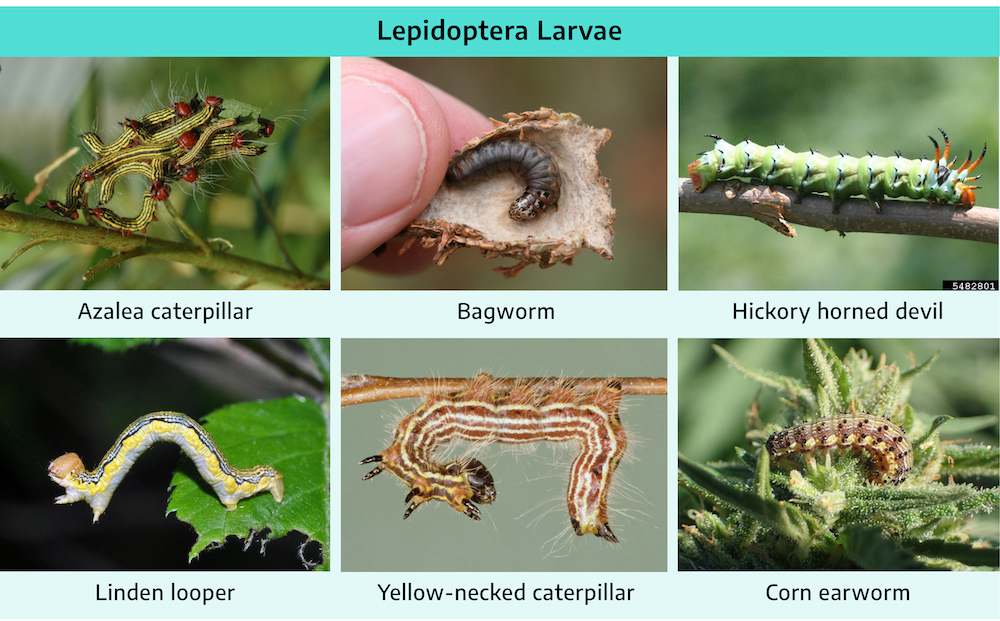 Six photographs. First is azalea caterpillar; long oblong body, yellow with lateral black stripes, red head, feathery protrusions, many short stubby legs. Second is bagworm; long oblong body, dark brown in color, many short stubby legs. Third is hickory horned devil; long oblong body, green in color with black spikes along the body, orangish-red head and rear, "horns" on the head, many short stubby legs. Fourth is linden looper; long oblong body, light green in color with one yellow lateral stripe, many lateral black stripes, brown head, two pairs of legs at the head and at the rear. Fifth is yellow-necked caterpillar; long oblong body, light brown bolor with many lateral white stripes, black head, black short stubby legs, three pairs in the front, with many shorter stubbs along the body, feathery protrusions along the body, two black spikes at the rear. Sixth is corn earworm; white body with several tan lateral stripes, yellow spots along the body, black spots throughout the body, small legs.