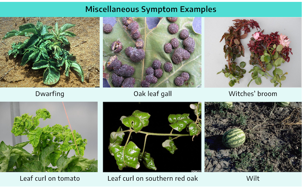 Collage of images with title miscellaneous symptom examples. Top to bottom, left to right: a small herbaceous plant grows in the dirt, leaves are closely clustered and the plant is very short (dwarfing); surface of a leaf with brown, bulbous balls growing alongside veins (oak leaf gall); two branches of rose bush with green foliage towards base and red, misshapen foliage at tips (witches' broom); tips of tomato plant branches with severe curling (leaf curl on tomato); branch with shiny broad leaves, leaves are curled under (leaf curl on southern red oak); a patch of field with shriveled brown vines with only small bits of green foliage remaining and a round melon (wilt).