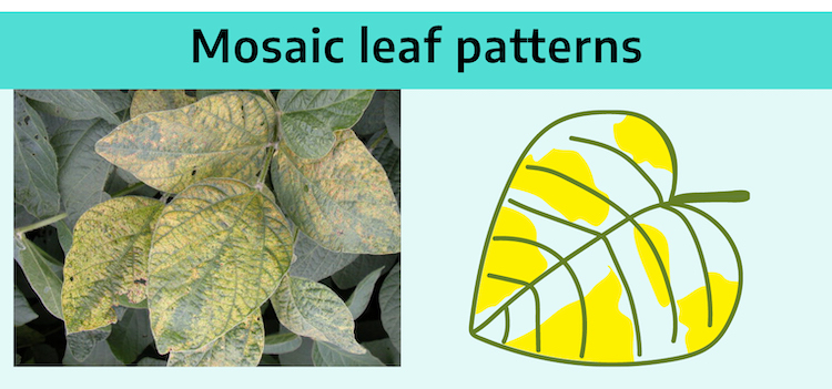 Title "mosaic leaf patterns" with diagram of leaf with irregular, large yellow splotches across the surface. Photograph shows a cluster of leaves all mottled yellow and green.
