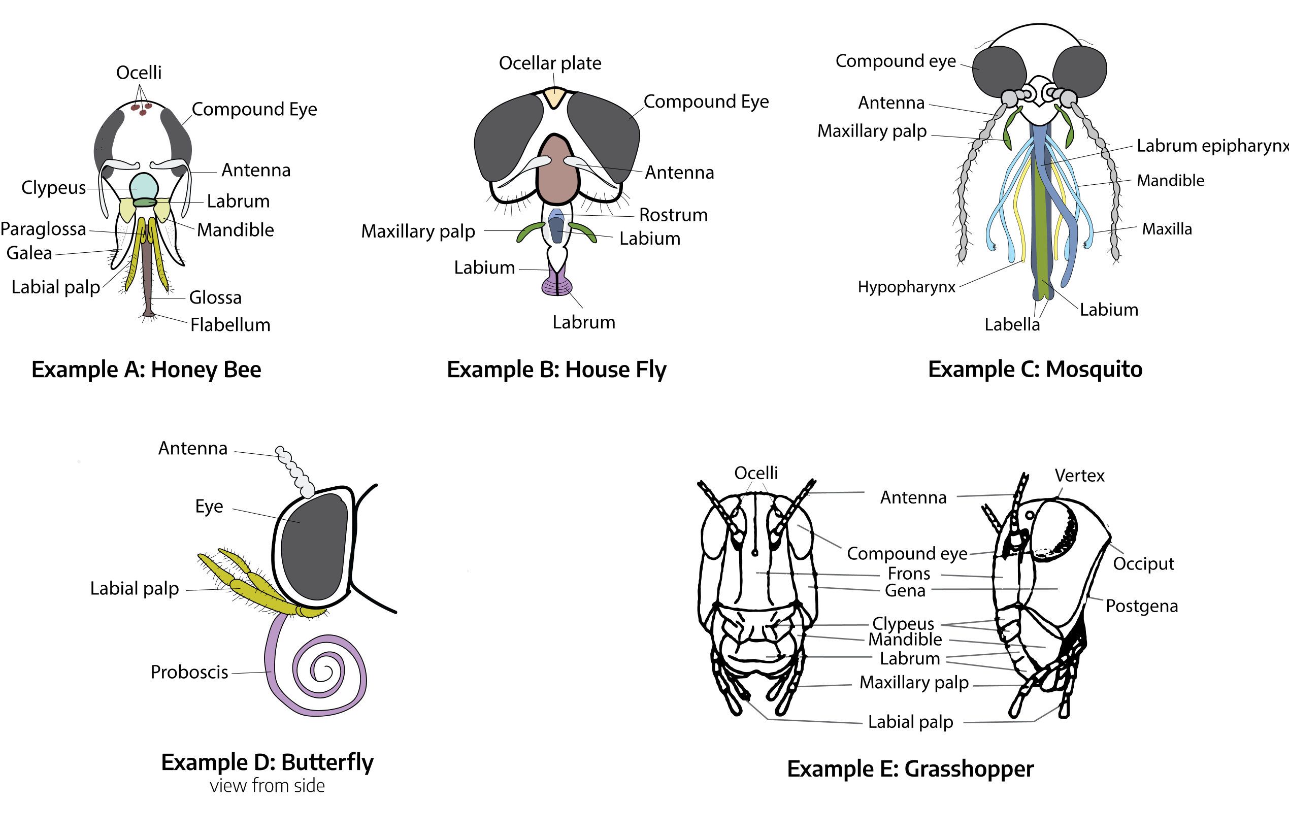 Diagram showing mouthparts of different insects. The Honey bee, a small "fuzzy" flying insect, contains the labial palp, glossa, flabellum, galea, paraglossa, mandible, labrum, clypeus, antenna, compound eye, and ocelli. The house fly, a very small flying insect, contains the labrum, labium, maxillary palp, rostrum, antenna, compound eye, and ocellar plate. The mosquito, a spindly very small insect, contains the labella, labium, hypopharynx, maxilla, mandible, labrum epipharynx, maxillary palp, antenna, and compound eye. The butterfly, a flying insect with large colorful wings, contains a proboscis, labial palp, eye, and antenna. The grasshopper, a ground insect, contains the labial palp, maxillary palp, labrum, mandible, clypeus, gena, frons, compound eye, antenna, ocelli, vertix, occiput, and postgena.