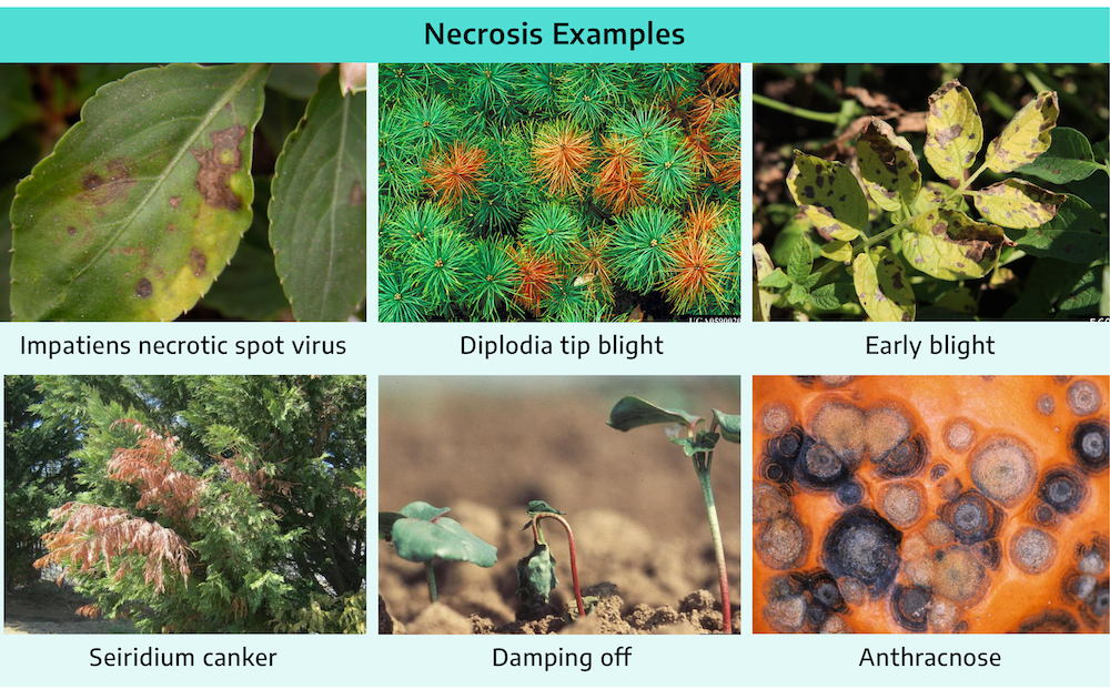 Collage of images with title necrosis examples. Top to bottom, left to right: A green leaf with splotchy brown blobs and chlorosis along the edge (impatiens necrotic spot virus); evergreen branches bundled together with tips visible, some tips are bright red/brown while most are green (diplodia tip blight); an herbaceous branch with yellowed leaves, brown, dry spots cause leaf curl on all leaf tips (early blight); an evergreen tree bough with browning at the tip while the rest of the boughs are green (seiridium canker); small seedlings emerge from soil, one is flopped over with wilted leaves (damping off); close-up of orange fruit skin with fuzzy brown and black spots covering it (anthracnose).