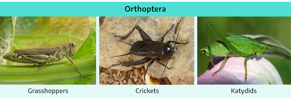 Three photographs of insects. The first is off a grasshopper; a brownish-green color, two long antennae, two pairs of smaller legs, one pair of large jumping legs. The second is a cricket; blackish-brown color, two pairs of smaller legs, one pair of larger jumping legs with spikes facing outwards, two long antennae. The third is a katydid; a green color, two pairs of smaller legs, one pair of jumping legs, two long antennae.