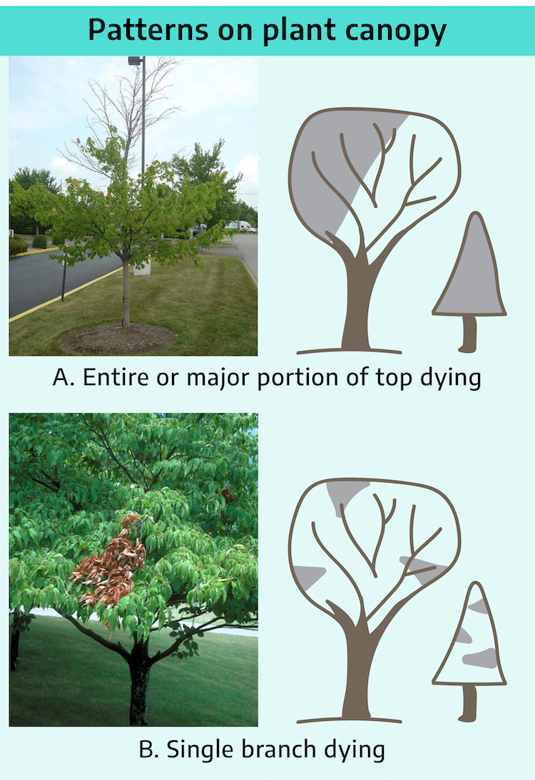 Title "patterns on plant canopy." Top section labeled "A. Entire or major portion of top dying" with a diagram of two trees with half shaded and the entire canopy shaded. Next to the diagram, a photograph shows a tree with no leaves on top bare branches. Bottom section labeled "B. Single branch dying" with diagram of trees with irregularly splotched shading and a photo of a tree with a single brown branch among green foliage.