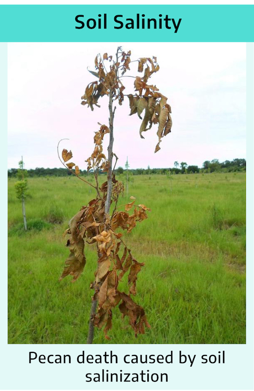 A small sapling with brown, curled leaves grows in a flat field. Title reads soil salinity: pecan death caused by soil salinization.