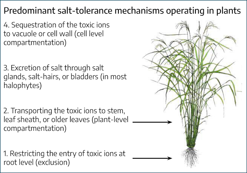 Drawing of a rice plant with small roots and bushy stems with title "Predominant salt-tolerance mechanisms operating in plant." Numbered text from top to bottom reads: 4. Sequestration of the toxic ions to vacuole or cell wall (cell level compartmentation) 3. Excretion of salt through salt glands, salt-hairs, or bladders (in most halophytes) 2. Transporting the toxic ions to stem, leaf sheath, or older leaves (plant-level compartmentation) 1. Restricting the entry of toxic ions at root level (exclusion).