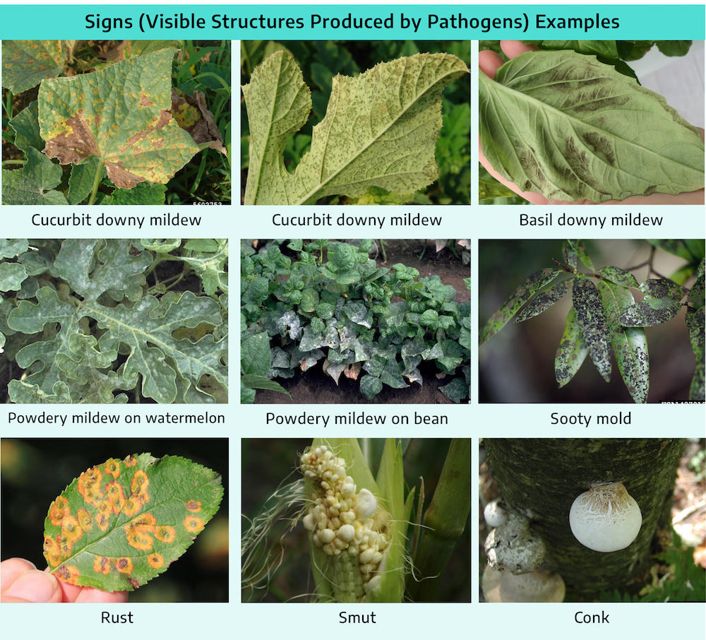 Collage of images with the title signs (visible structures produced by pathogens) examples. Top to bottom left to right: a broad green leaf with brown patches at bottom (cucurbit downy mildew); the back of a green leaf with spots (cucurbit downy mildew); back of a arrow-shaped leaf with dark brown patches (basil downy mildew); lobed leaves with white patches (powdery mildew on watermelon); group of plants growing on ground, in the front plants are covered with whitish marks (powdery mildew on bean); leaves with small black pin-prick dots (sooty mold); fingers grap a small leaf covered in bright orange spots with smaller brown interior spots (rust); a misshapen corn cob with bulbous asymmetrical kernels (smut); a trunk with a large round mushroom-like growth (conk).