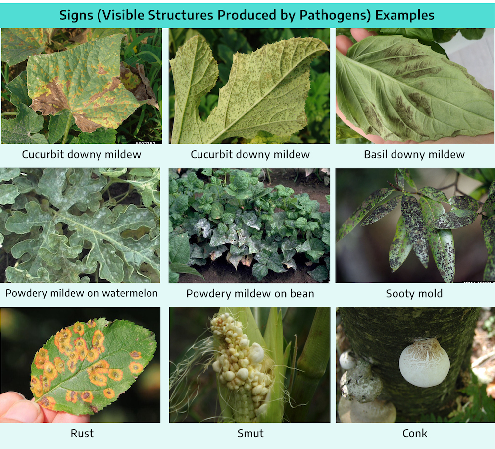 Disease – Broad Leafed Woody Ornamental, Plant Disease Diagnostics Clinic