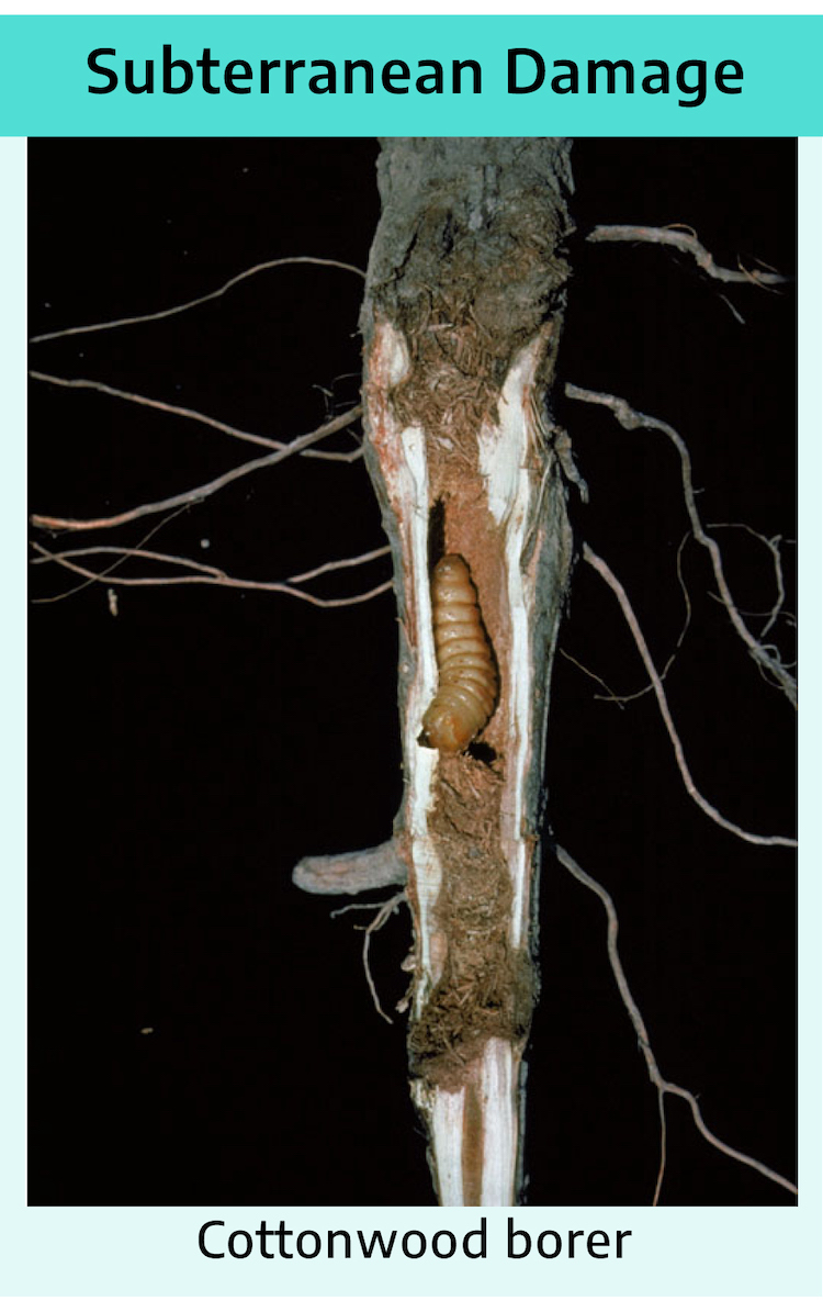 A photograph; a root has been eaten through with the insects still present, cottonwood borer.