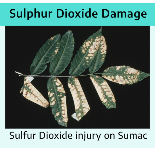 Sumac leaf with bleached, beige splotches asymmetrically splattered over the right and tip. Label reads Sulphur dioxide damage: Sulfur dioxide injury on sumac.