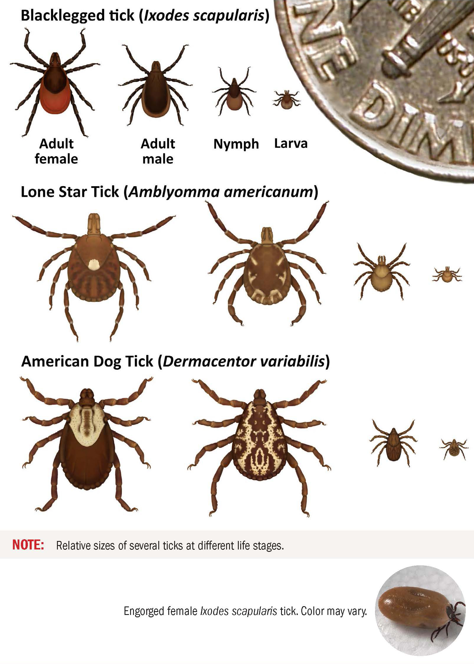 A diagram of common ticks. First row is blacklegged tick; adult male, adult female, nymph, larva; coloration of dark brown and light brown abdomen, large wide abdomen, very small head, four pairs of legs. Second row is lone star tick; adult female, adult male, nymph, larva; coloration of light and dark brown mottled abdomen with a singular white dot in the center, four pairs of brown legs, large wide abdomen, very small head. Third row is american dog tick; adult female, adult male, nymph, larva; coloration is dark brown and white mottled, large wide abdomen, very small head, four pairs of legs. Note: relative sizes of several ticks at different life stages. Engorged female ixodes scapularis tick. Color may vary. Photograph; large round wide abdomen, small black head, four pairs of legs.