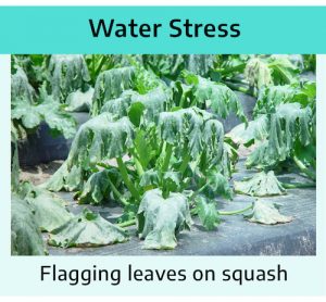 Squash plants grow on black plastic, plants have drooped green leaves with lower leaves laying flat on plastic. Title reads "Water stress: flagging leaves on squash."