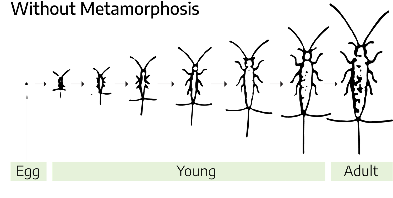 A drawn diagram showing the growth of an insect without metamorphosis. The insect goes from an egg, growing larger until it reaches an adult, maintaining the same body structure. The adult contains two long antennae and two smaller antennae, six legs, a long thin body, and three sections of tail.