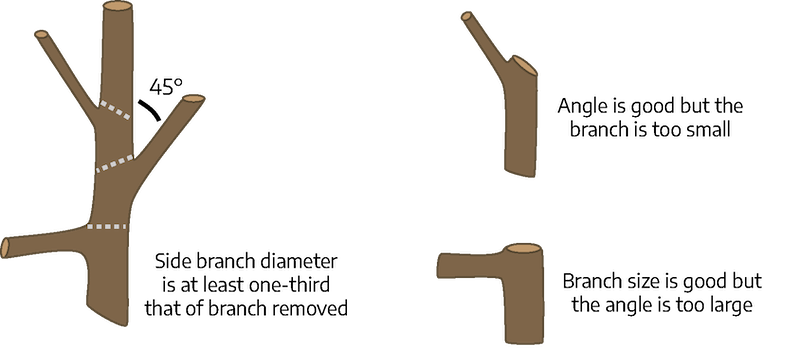 Three cartoon drawings. The first is a section of tree branch with smaller branches coming off at different angles; there is a dashed line straight across above a smaller branch, another dashed line is cut at a 30 degree angle with the top on the right side slightly above a smaller branch, the last dashed line is cut at a 40 degree angle with the point on the left side slightly above a smaller branch; between the second smaller branch and the main branch is marked at a 45 degree angle; labeled "side branch diameter is at least one-third that of branch removed". The second drawing of a section of tree branch has one smaller branch on the left side at a 70 degree angle; the cut is about a 40 degree angle with the point towards the smaller branch, labeled "angle is good but the branch is too small". The third drawing of a section of tree branch is thicker with a thicker branch coming off of the left side at a 90 degree angle; a flat cut is made directly above the thicker branch; labeled "branch size is good but the angle is too large."