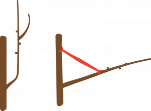 Two cartoon drawings of branch sections. The first is a straight main branch with a smaller branch growing off of the right side and curving upwards, it has smaller offshoots. The second is the same branches with a red pole put between the main branch and the smaller branch.