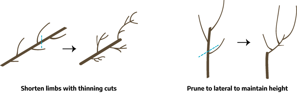 Two cartoon drawings of branch sections. The first is labeled "shorten limbs with thinning cuts"; the first is a main branch with smaller alternating branches growing along it, a dashed line about one-third of the way from the top; the next is a drawing of after, the main branch is shorter and has alternating smaller branches that have offshoots. The next drawing is labeled "prune to lateral to maintain height"; the first is a straight main branch with alternating smaller branches, a dashed line is marked above the first smaller branch; the second is after, showing a main branch with one smaller branch that has several offshoots.