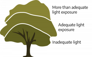 A cartoon drawing of a tree. A main trunk goes into a full green crown. The first third of the crown is marked as "inadequate light"; the second third is marked as "adequate light exposure"; the last third is marked as "more than adequate light exposure."