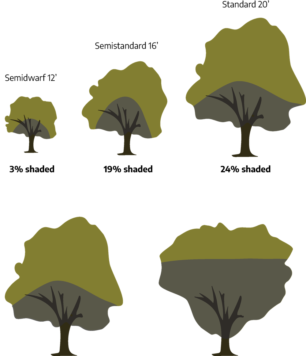 Five cartoon drawings of trees. The first is "3% shaded"; a main trunk goes into a green crown with the lower third shaded in gray; entire is tree is small in size marked "semidwarf 12 feet." The second is "19% shaded"; a main trunk goes into a green crown with the lower third shaded in gray; entire tree is medium in size marked "semistandard 16 feet." The third is "24% shaded"; a main trunk goes into a green crown with the lower third shaded in gray; entire tree is large in size marked "standard 20 feet." The fourth is a standard tree with a main trunk going into a roundish green crown with the lower third shaded in gray. The fifth is a standard tree with a main trunk going into an inverted shaped green crown with two-thirds of the lower part shaded in gray.