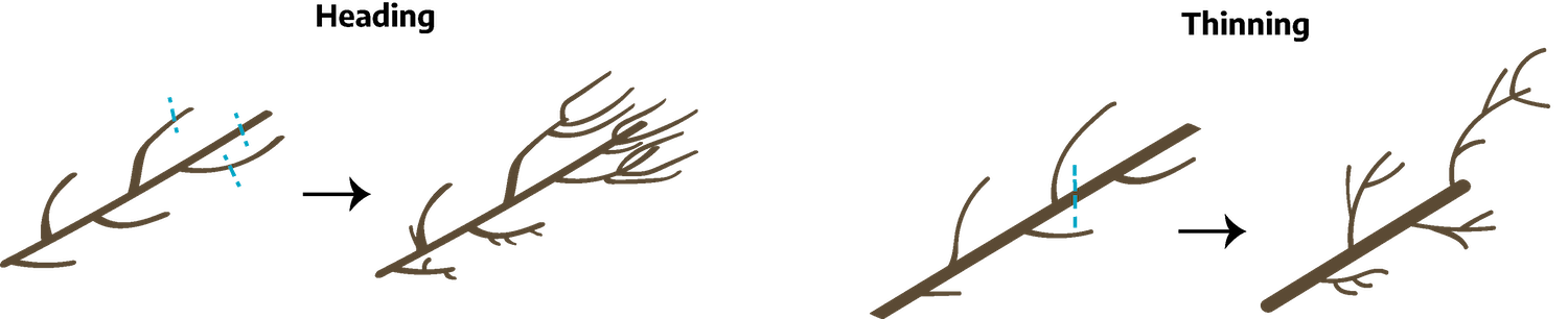 Two cartoon drawings of branch sections. The first is "heading"; a straight main branch has smaller branche alternating along the main branch, blue dashed lines are at the top of the main branch and across the top two smaller branches; the next is after showing the main branch with smaller branches alternating along the main branch, the top three branches that had the blue dashed lines now have several shoots coming out of them. The second drawing is "thinning"; a main branch has alternating smaller branches growing, a blue dashed line is about a third of the way down the branch from the top; the second is after, the smaller branches have more shoots.