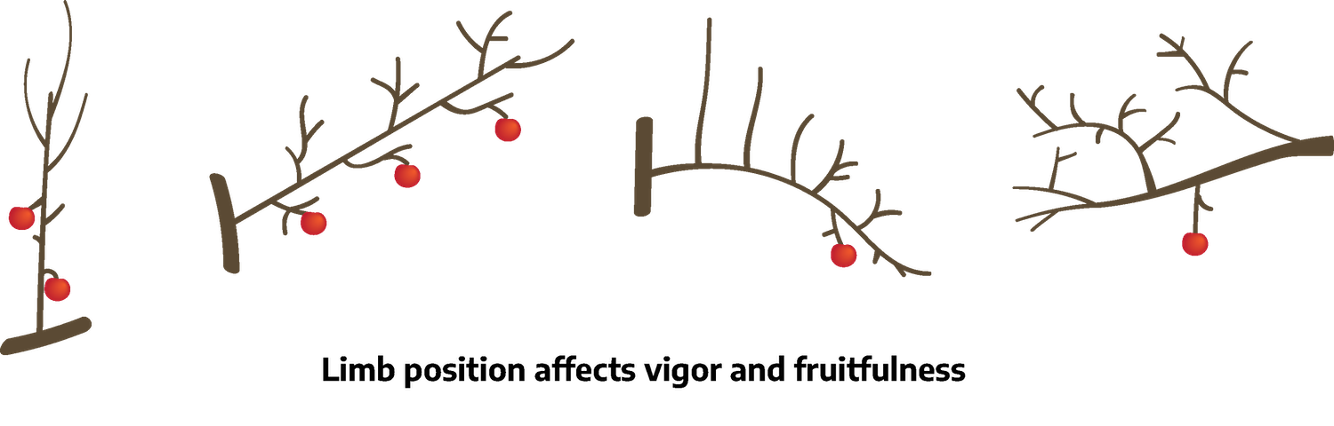 Four cartoon drawings of branch sections with fruit. The first is a main branch with a singular smaller branch growing straight up; it has smaller branches on it with two red fruits. The second is a section of main branch with one smaller branch growing off at a 30 degree angle with several alternating smaller branches on it with three red fruits. The third is a section of main branch with one smaller branch growing off at a 90 degree angle with smaller limbs growing straight up with one branch growing down with one red fruit. The fourth is a section of main branch with several smaller branches growing off at varying angles, the one branch growing down has one red fruit.