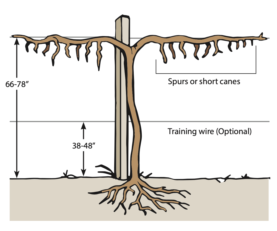 A cartoon drawing. A brown grapevine is growing along a fence post for support and the top has to extending vines at 90 degree angles on either side. From the middle of the main vine to the ground is 38-48 inches where training wire is optional. From the two extending vines to the ground is 66-78 inches. On the extending vines are short straight growths growing downwards, "spurs or short canes."