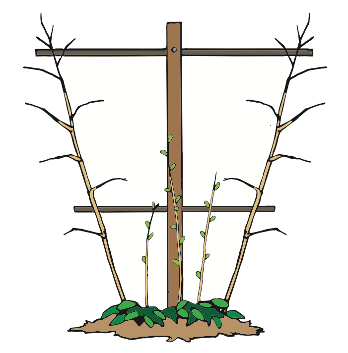 A cartoon drawing. A wood post with two lateral posts at a third of the way up and at the top. In front is two stems with smaller branches alternating along it, growing to the top lateral post. Three smaller evenly spaced canes growing in between with alternating green leaves to the bottom lateral post.