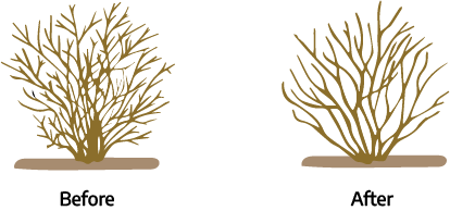Two cartoon drawings. The first "before," is a bush with several branches growing with smaller branches. The second "after," is a bush with only the main branches and a few smaller branches.