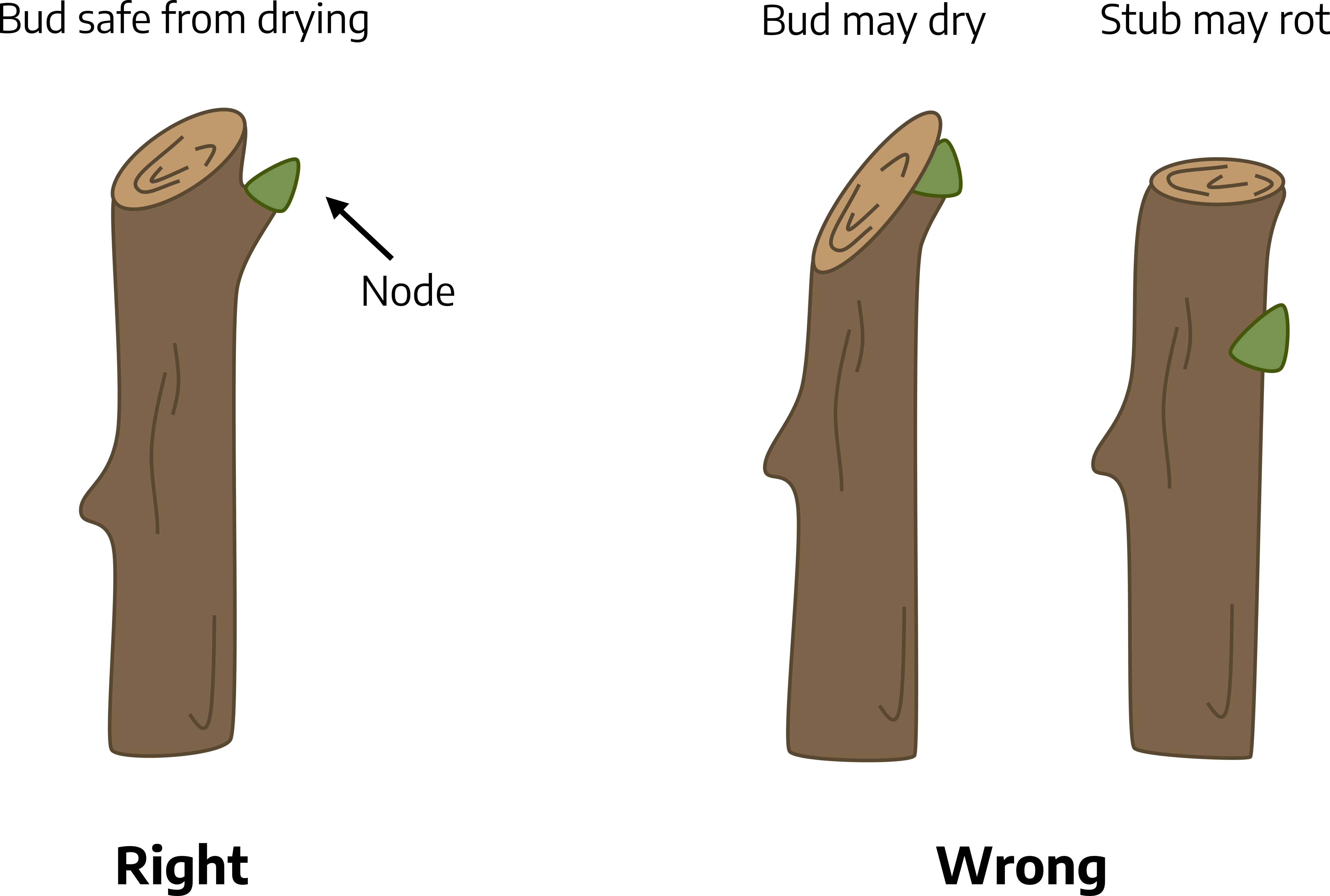 Three cartoon drawings. First is depicting the right angle to prune, labeled "bud safe from drying"; a brown section of tree branch is cut at between a 45 and 30 degree angle with the peak on the right and bottom on the left side, cut directly above a node. Second and third are depicting the wrong angle to prune. The second section of tree branch has a cut between a 60 in 50 degree angle that goes through a node, labeled "bud may dry."  The third section of tree branch has a flat cut far above the node, labeled "stub may rot."