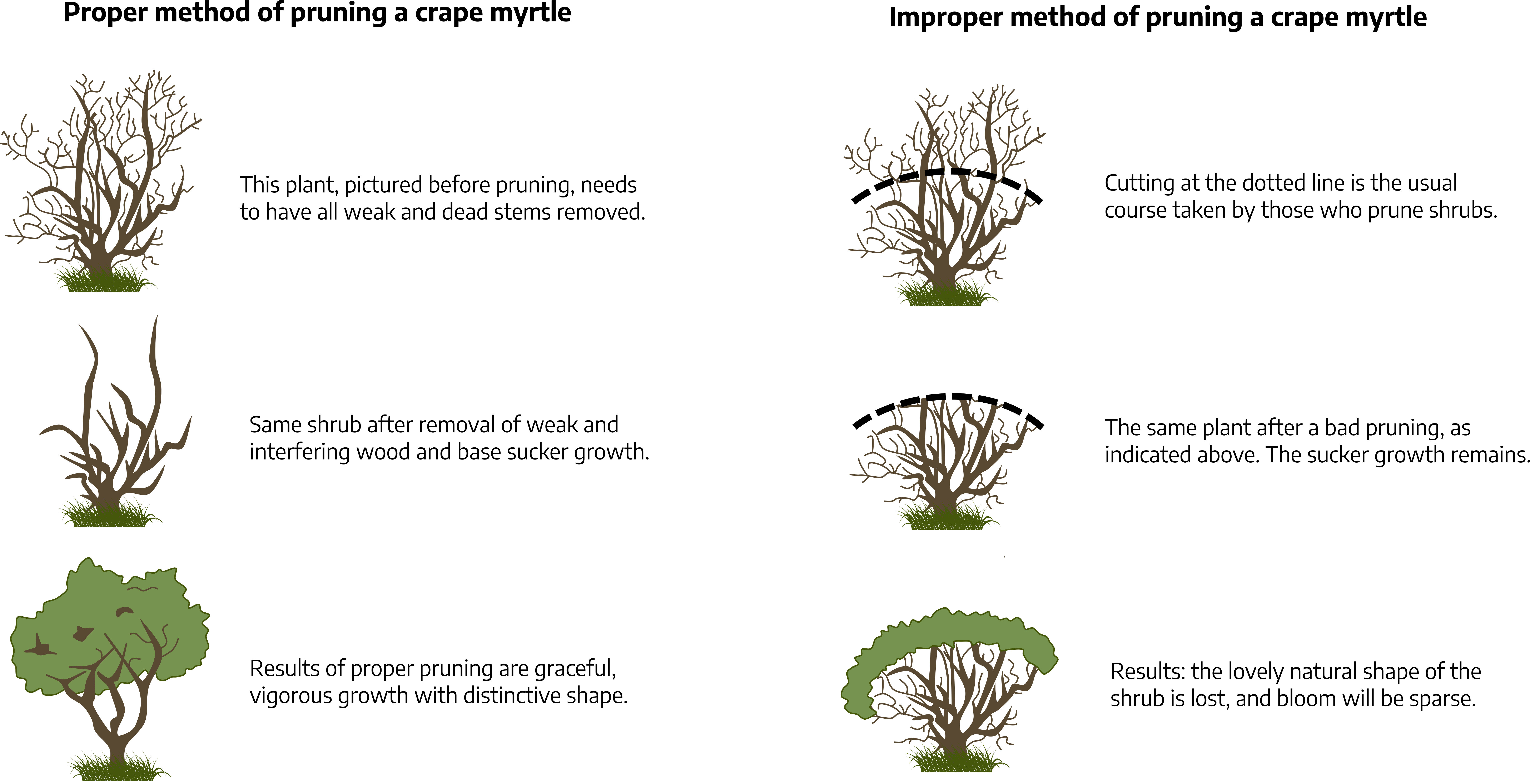 Six cartoon drawings, in two columns. The first column is labeled as "proper method of pruning a crape myrtle." The first drawing in this column is a bush with branches growing at all angles, "this plant, pictured before pruning, needs to have all weak and dead stems removed." The second is a bush with only the main branches left "same shrub after removal of weak and interfering wood and base sucker growth." The third is the trimmed bush with green growth on the top part, "results of proper pruning are graceful, vigorous growth with distinctive shape." The second column is labeled "improper method of pruning a crape myrtle." The first drawing shows a bush with many branches and limbs growing, a curved dashed line about half way up on the bush, "cutting at the dotted line is the usual course taken by those who prune shrubs." The second is the bush with the lower half still having many branches and limb growing, a curved dotted line with nothing left above it, "the same plant after prunings, as indicated above. The sucker growth remains." The third is the bush with the lower half having many branches and limbs with an uneven green growth on the top of the bush, "results: the lovely natural shape of the shrub is lost, and bloom will be sparse."