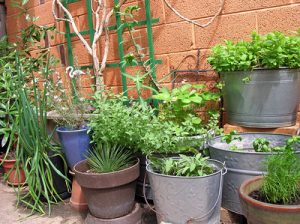 Grouping of various plant pots, some terracotta, some metal, some colored plastic, with green plants growing out of each. In the background, a fine grows up a trellis mounted to a wall.