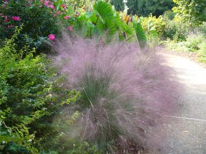 A photograph. A grass plant with large wispy ends, a light purple color.