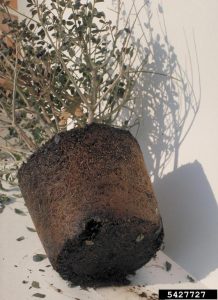 Photograph of a compacted cylinder of soil (potted plant that has been removed from a cylindrical pot). Soil has a black, moist-looking bottom. Plant foliage looks sparse and dry, with defoliated branches visible.