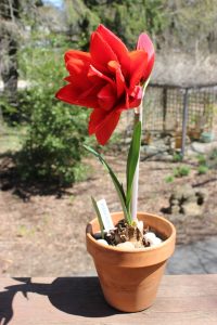 Photograph of a single-stemmed plant with large, dense red bloom growing from a bulbous mound in a small pot.