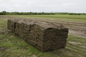 Photograph of large, pallet-sized stacks of brownish, organic-looking mats of upside-down grass. In the background, a wet field extends to green trees far away.